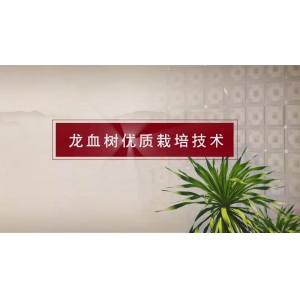 《“一带一路” 龙血树优质栽培技术》（汉语版本）