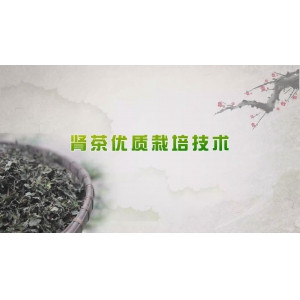 《“一带一路” 肾茶优质栽培技术（汉语版）